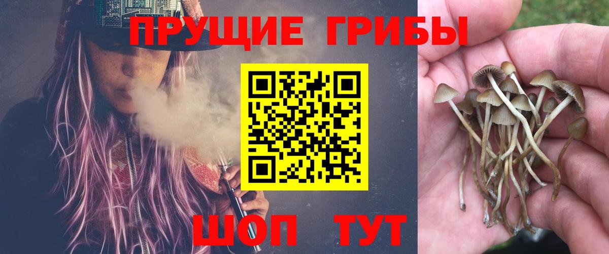 Тавда  Галлюциногенные грибы Psilocybe  Вход с VPN 